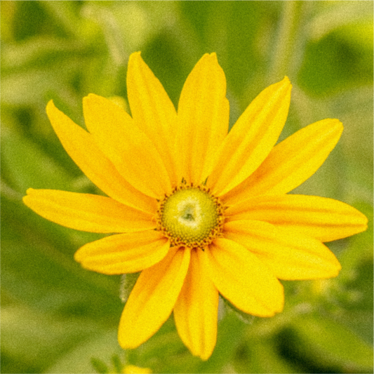 Jaune