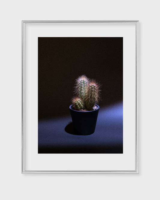 Photographie " Lumière épineuse " By James Vautier