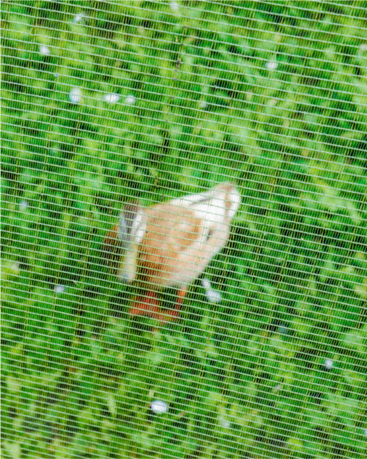 green duck