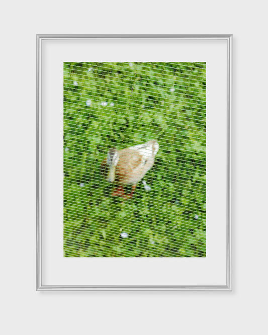 green duck